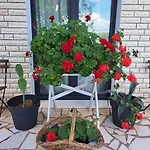 Pensjonat Tamara 3*